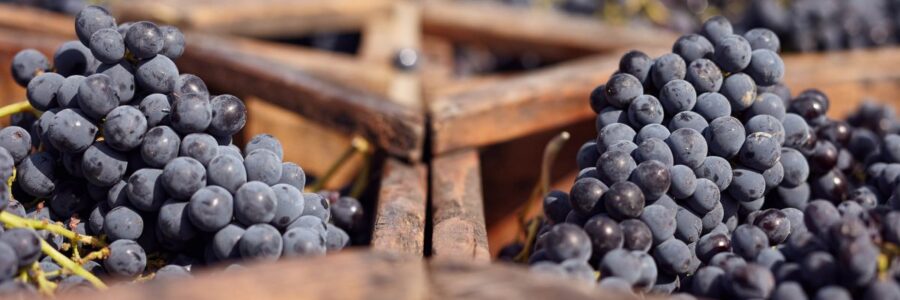 vino-azienda-agricola-nima-perugia-2-1200x800